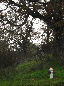 White hydrant is visible amidst the greenwood